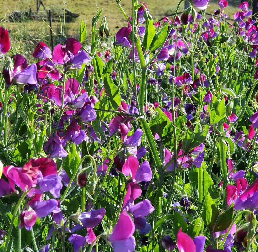 Do Sweet Peas need a trellis?