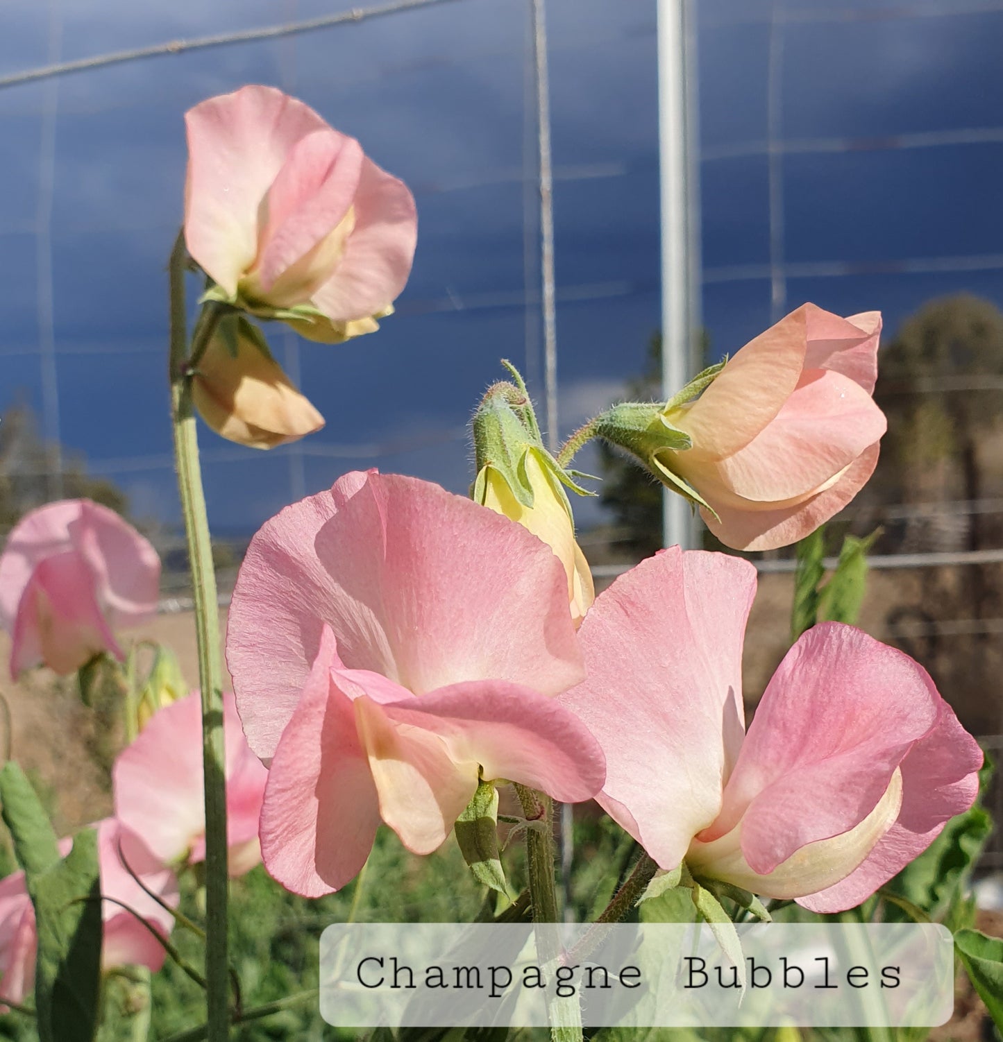 Modern-Grandiflora 'Champagne Bubbles' SPECIAL