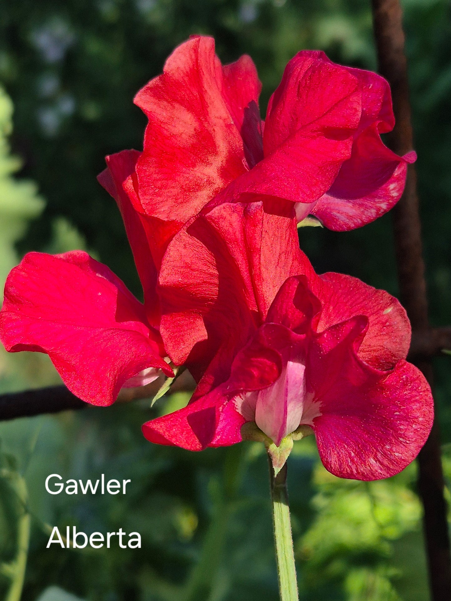 Gawler 'Alberta'