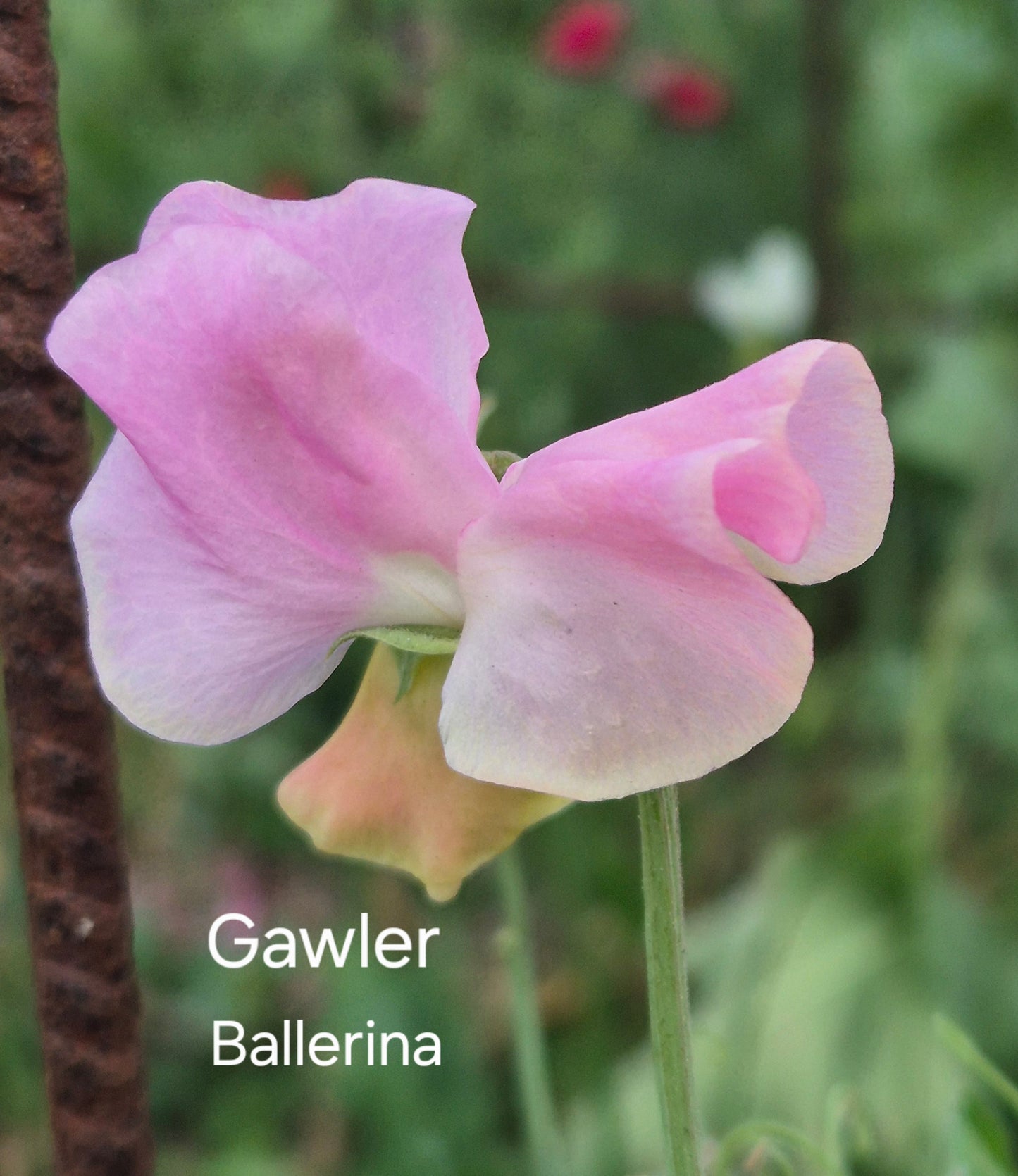 Gawler 'Ballerina'