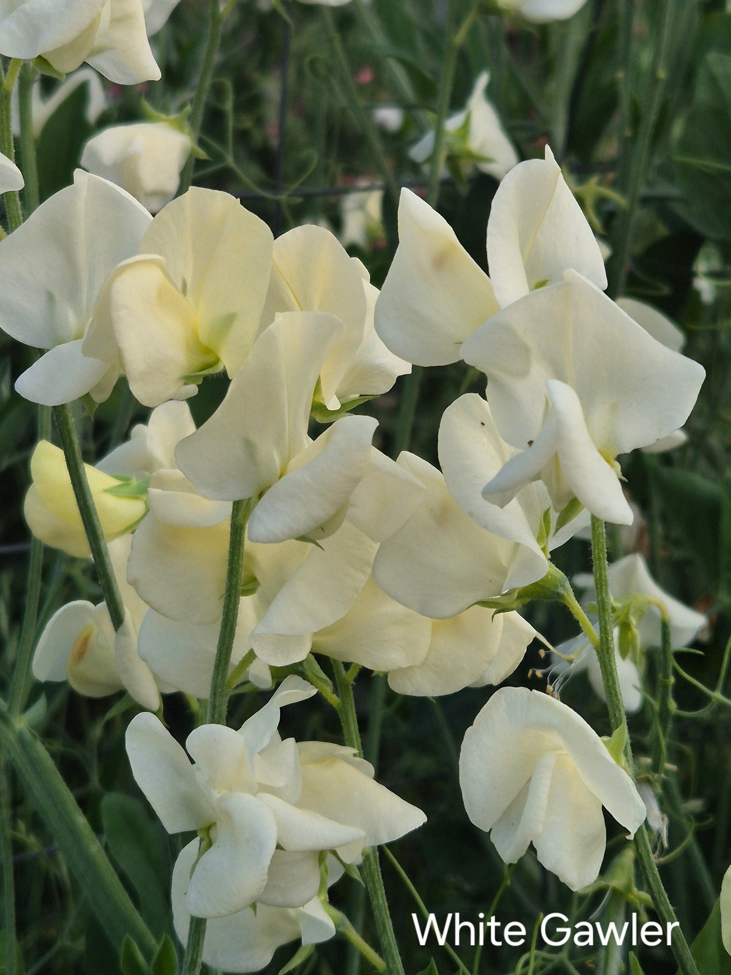 Gawler 'White'