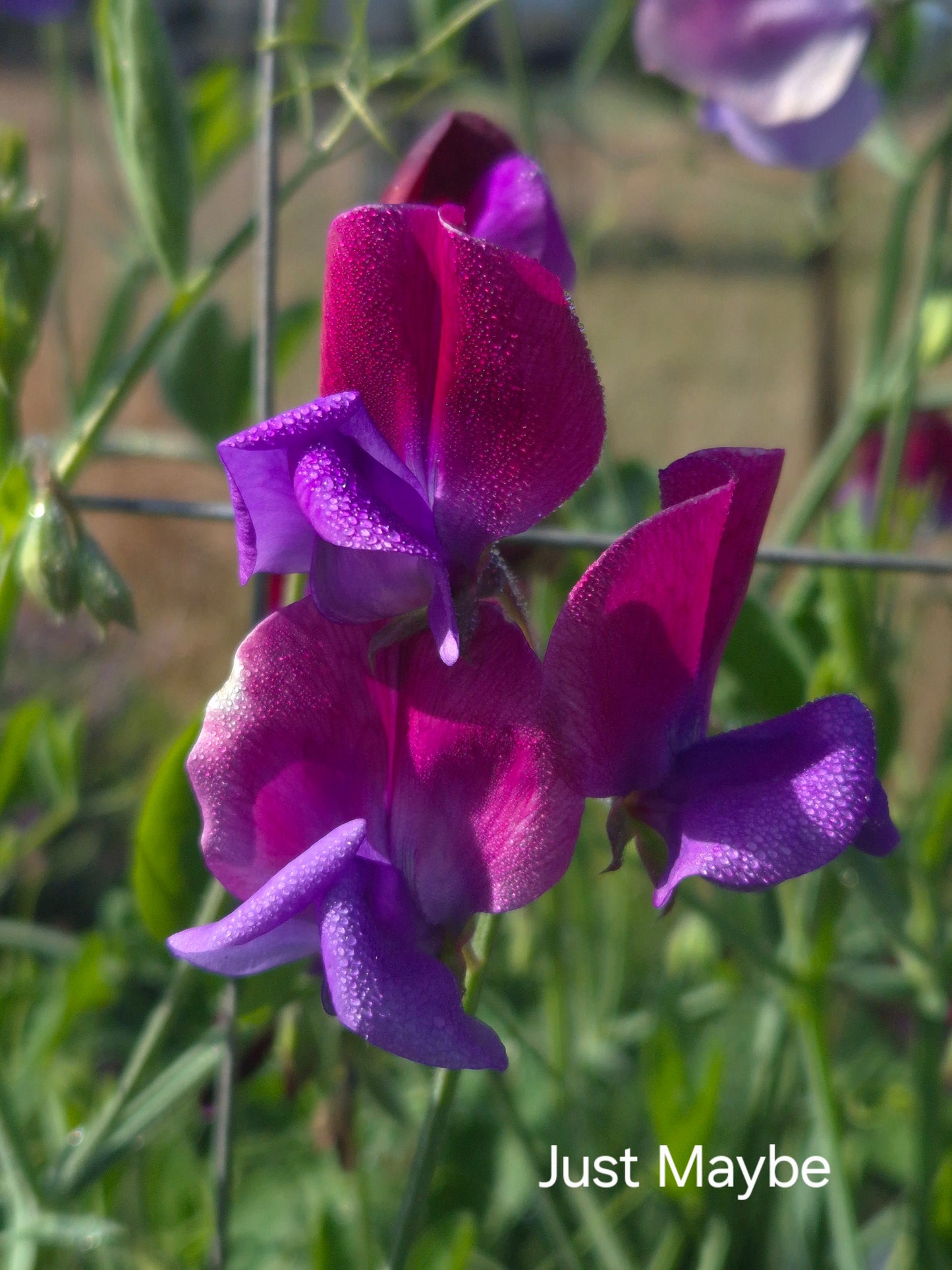 Mixed Sweet Peas 'The Chocolate Box' SPECIAL