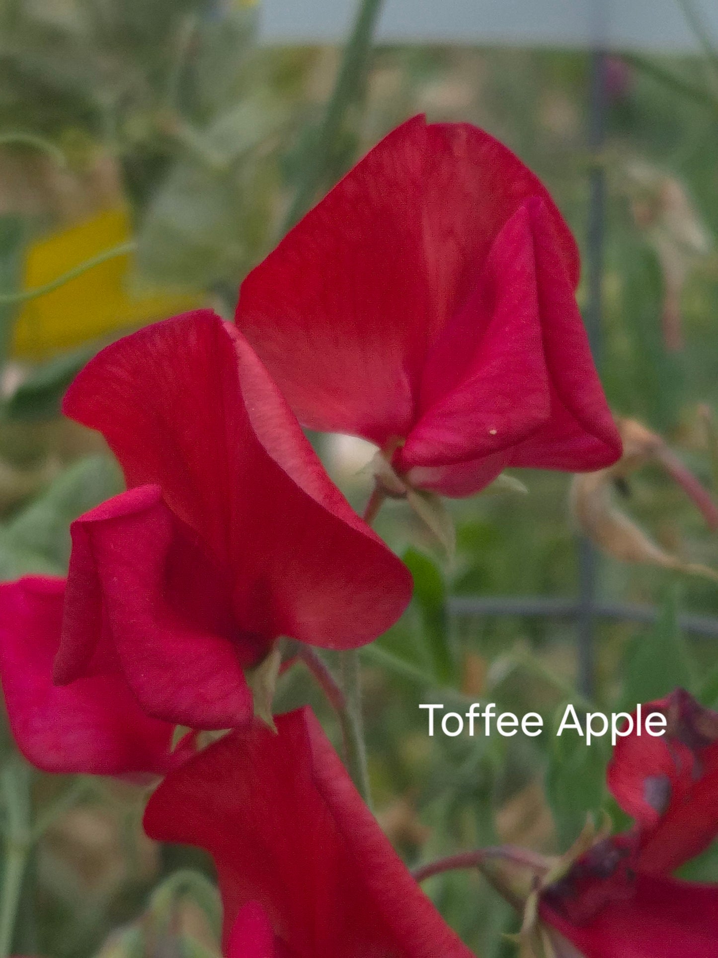 Grandiflora 'Toffee Apple'