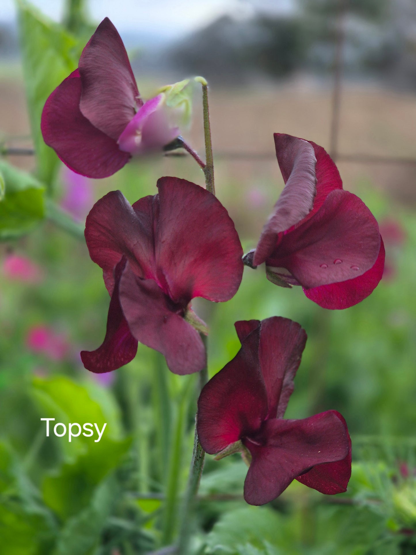 Mixed Sweet Peas 'The Chocolate Box' SPECIAL