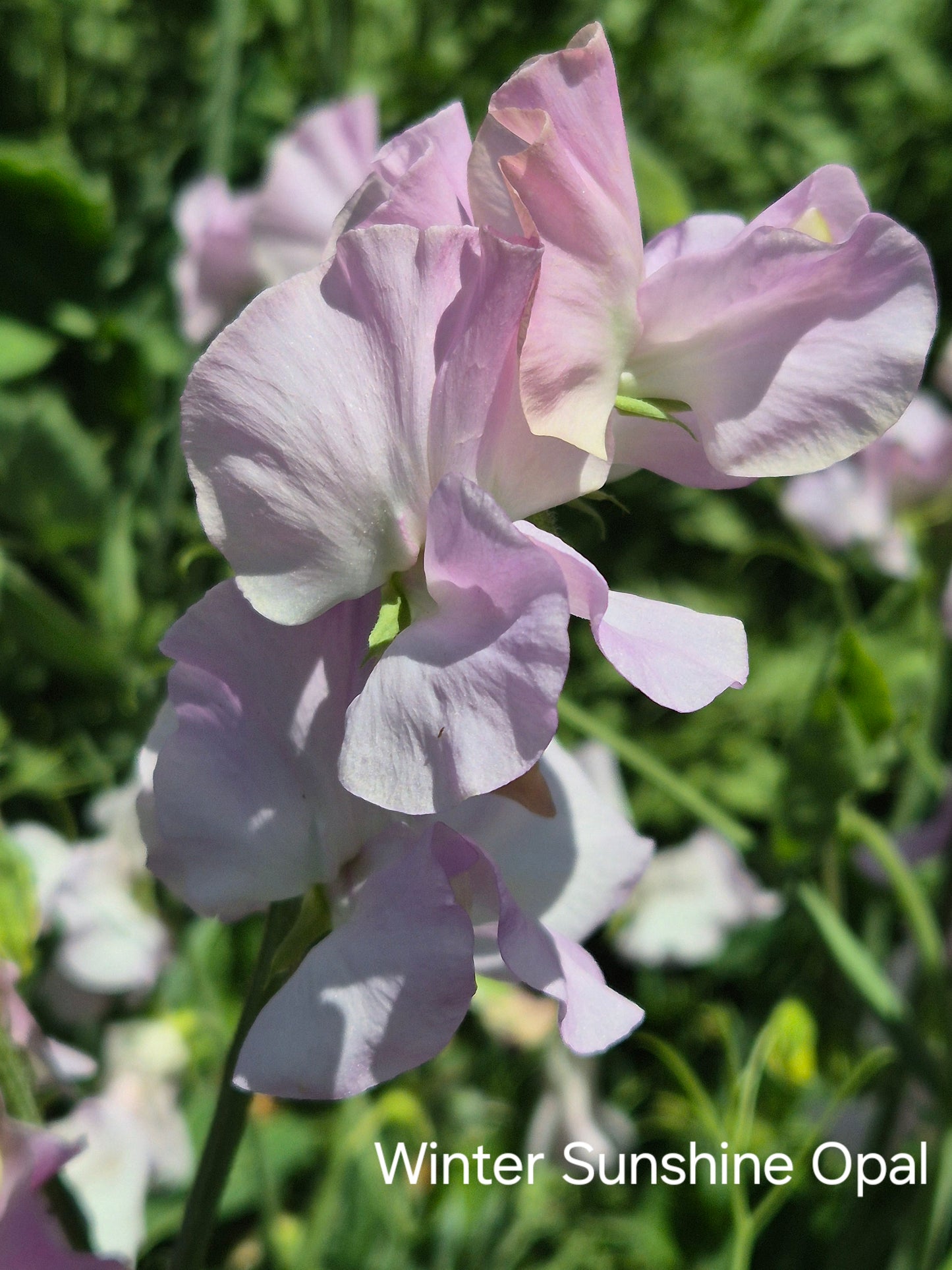 Winter Sunshine 'Opal'
