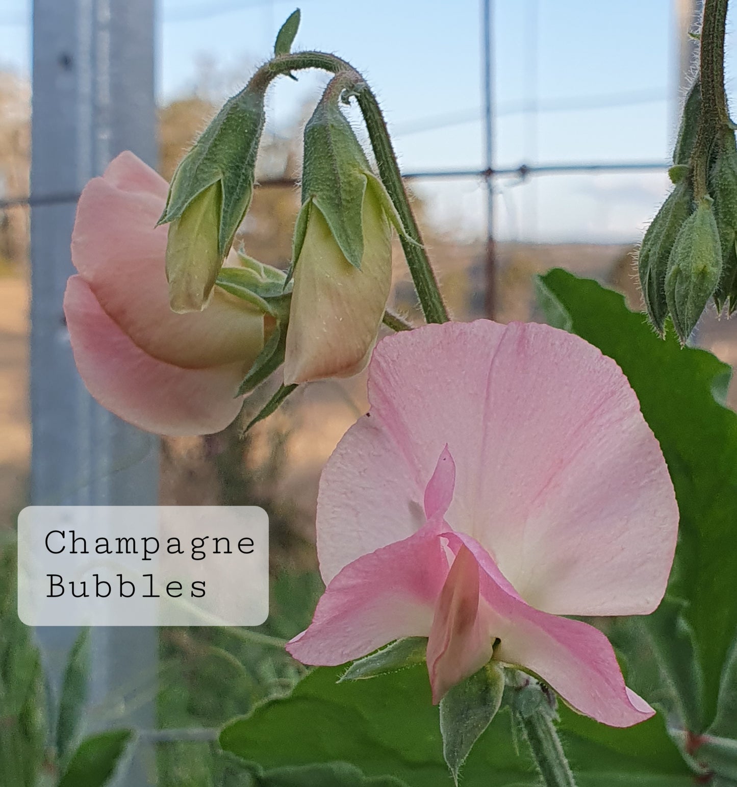 Modern-Grandiflora 'Champagne Bubbles' SPECIAL
