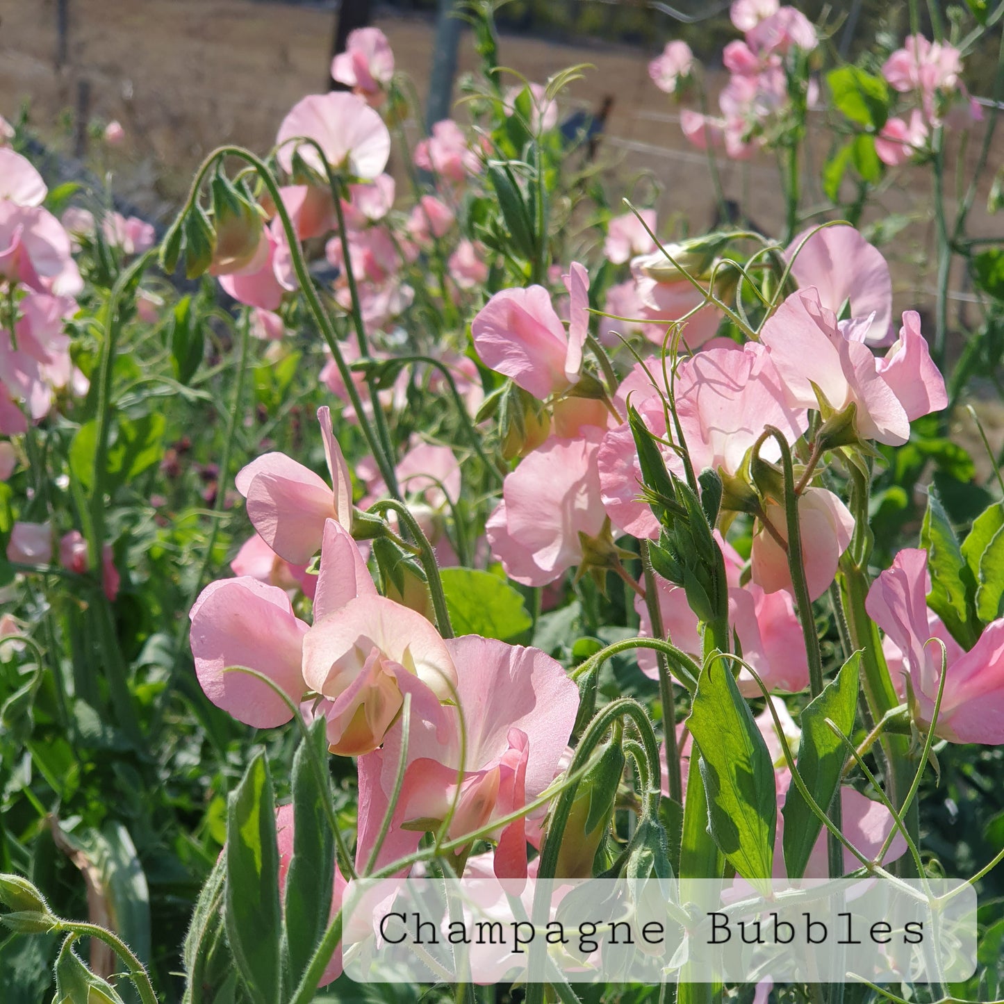 Modern-Grandiflora 'Champagne Bubbles' SPECIAL