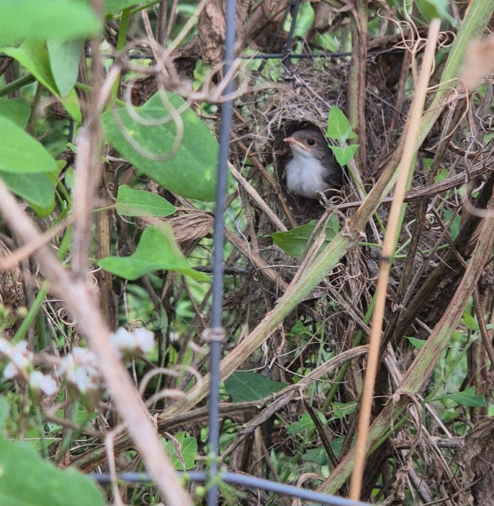 The 'FAIRY WREN' collection SPECIAL