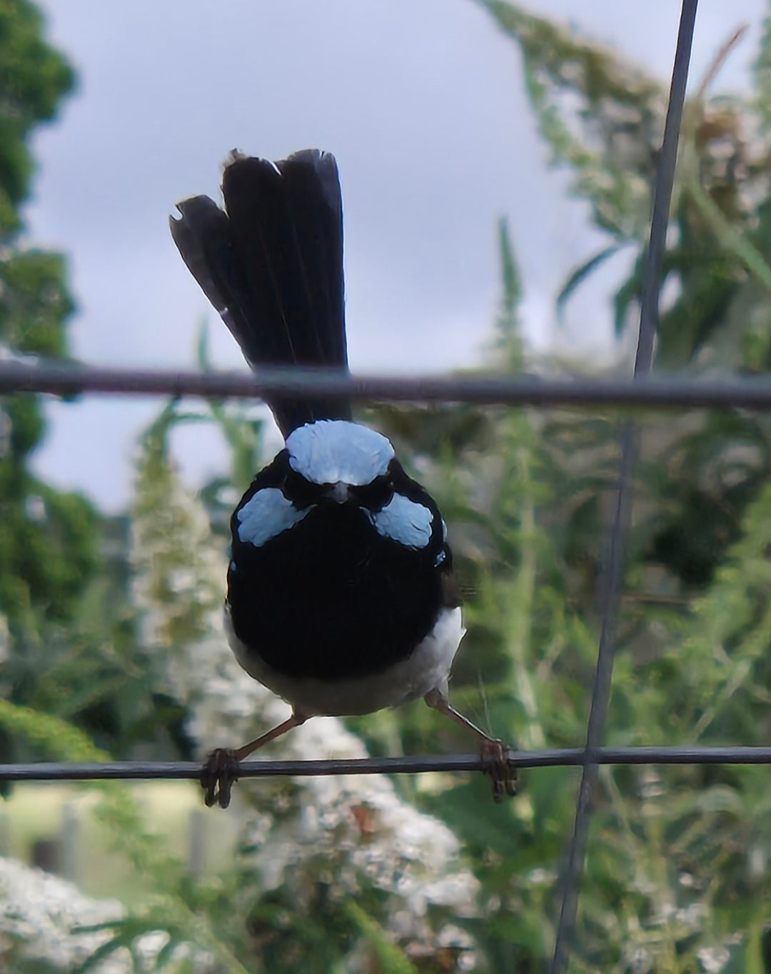 The 'FAIRY WREN' collection SPECIAL
