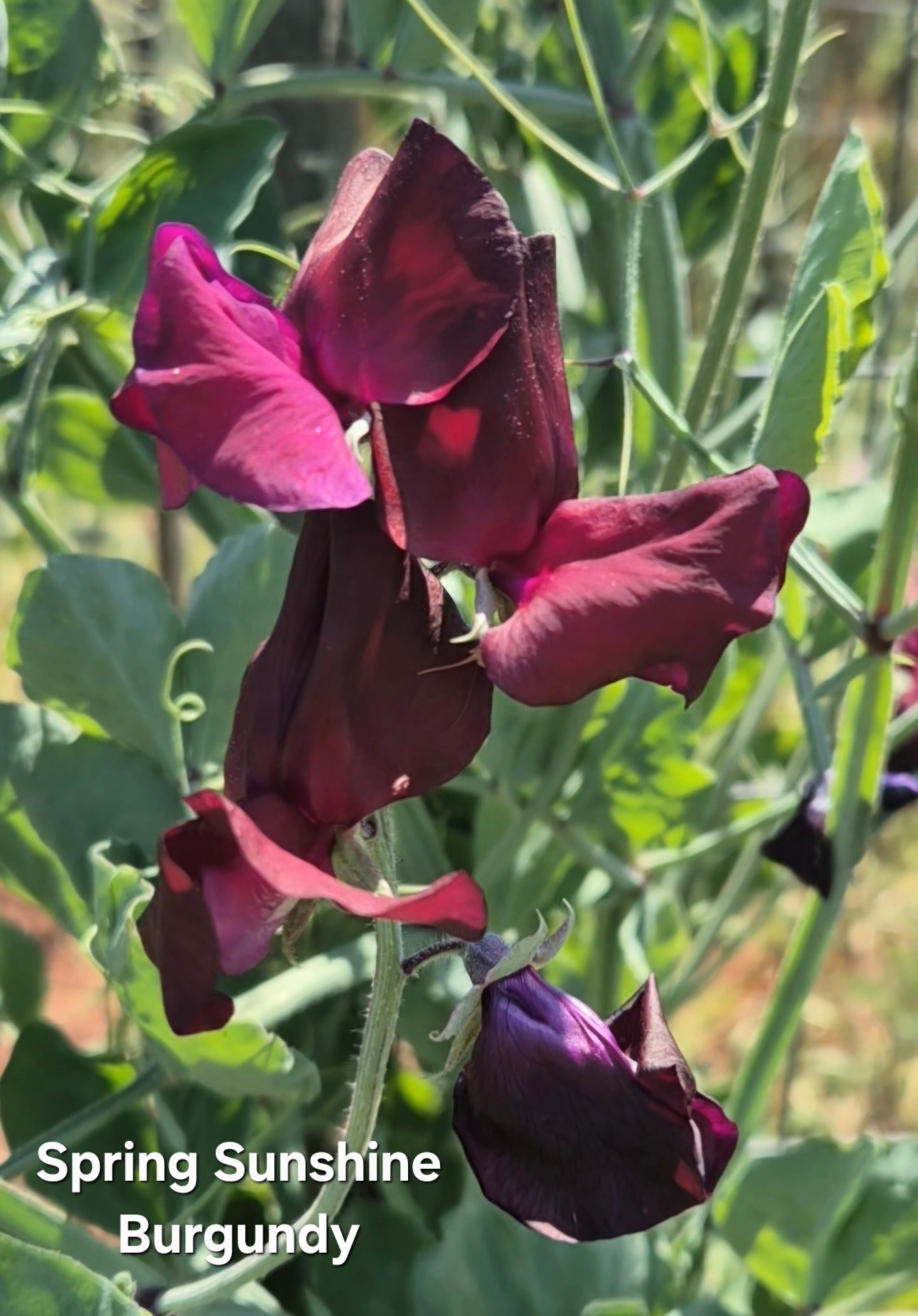 Spring Sunshine 'Burgundy'