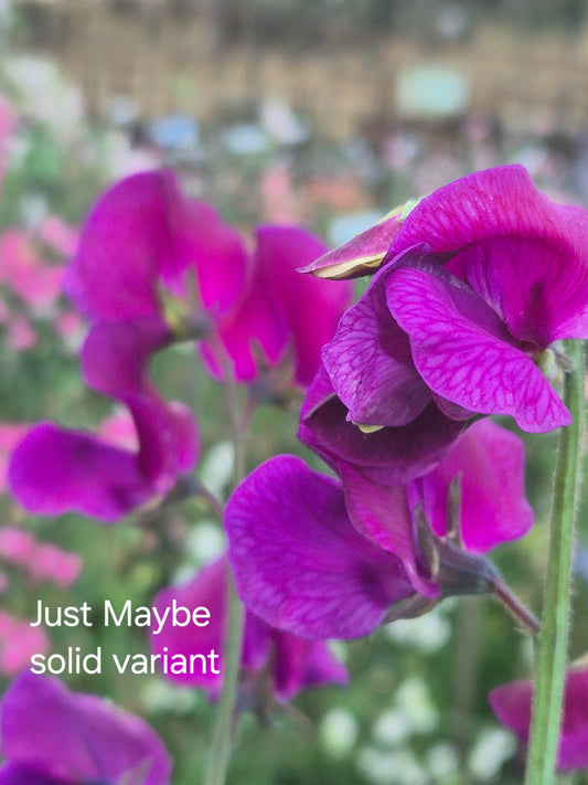 Hammettii 'Just Maybe-solid variant'