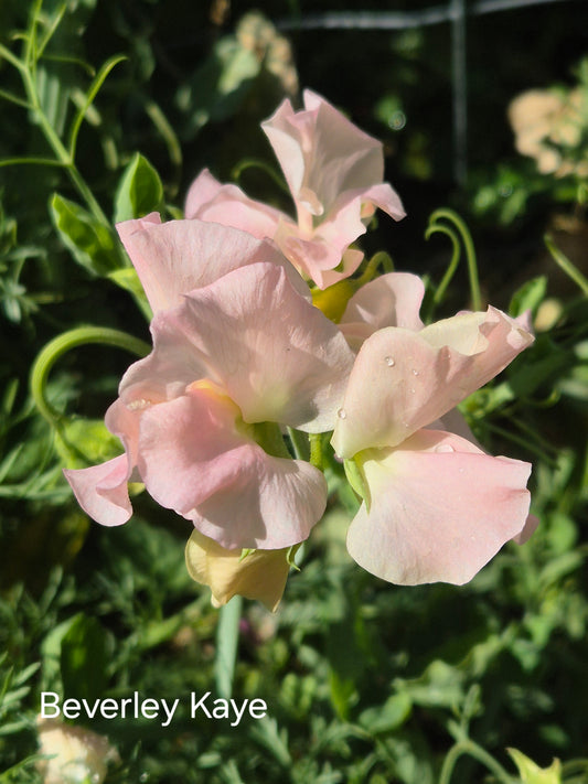 Gawler 'Beverley Kaye' -Peach/Pink
