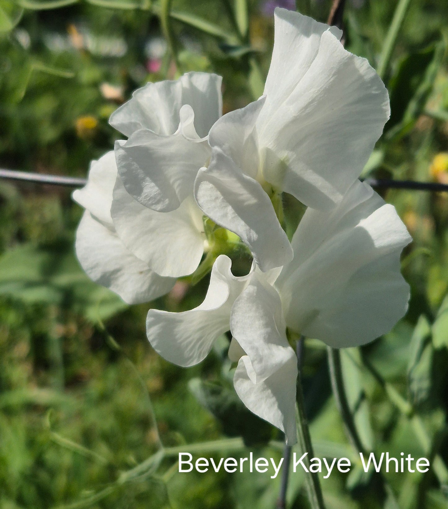 Gawler 'Beverley Kaye' - White variant