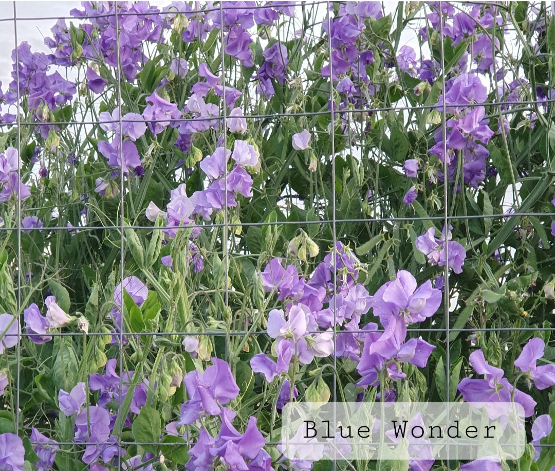 Modern grandiflora  'Blue Wonder'
