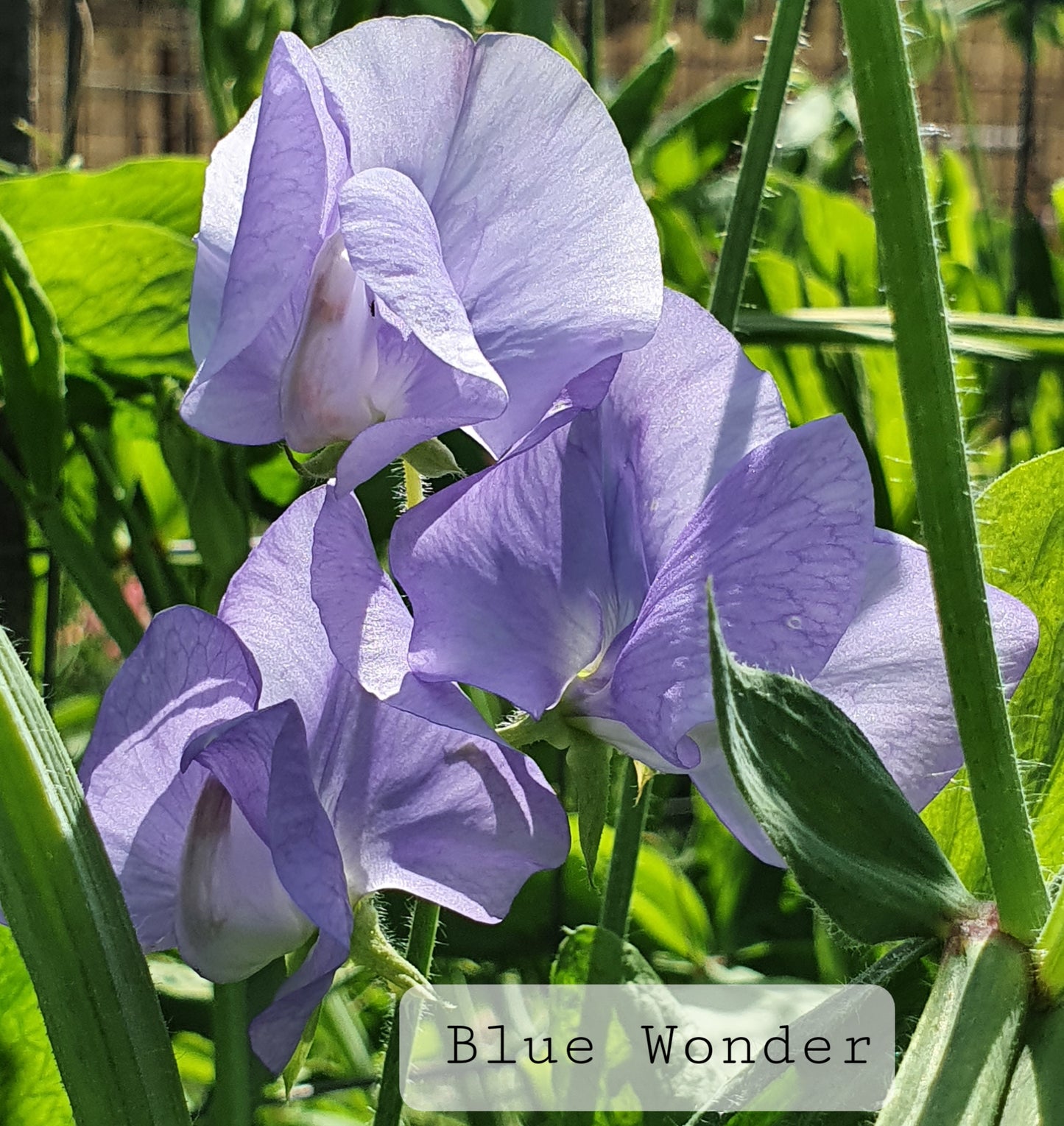 Modern grandiflora  'Blue Wonder'