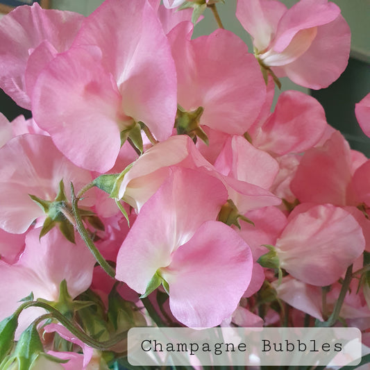 Modern-Grandiflora 'Champagne Bubbles' SPECIAL