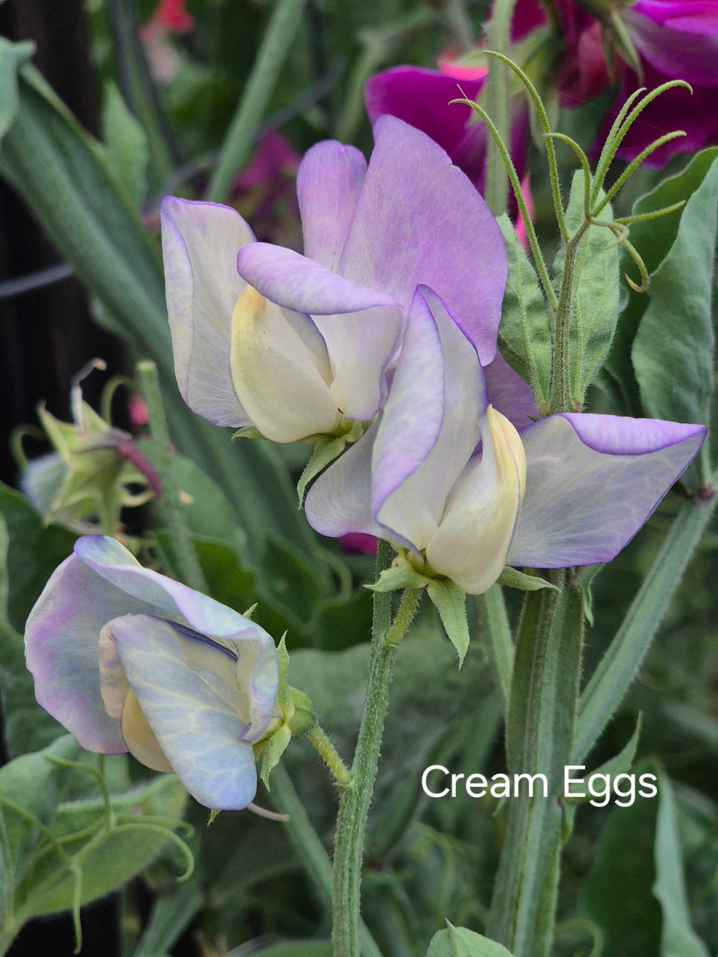 Modern grandiflora 'Cream Eggs'