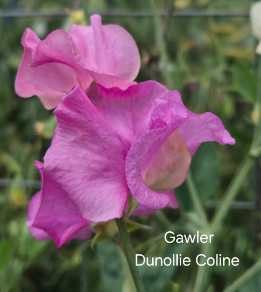 Gawler 'Dunollie Coline'