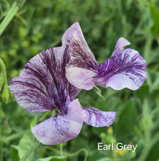 Spencer 'Earl Grey'