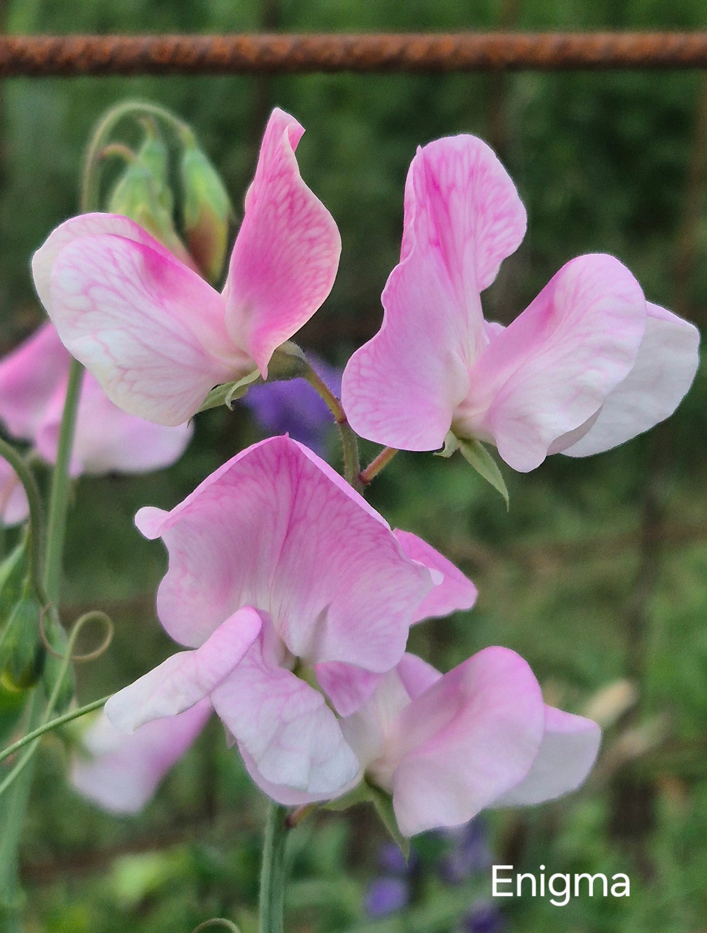Mixed Sweet Peas 'The Chocolate Box' SPECIAL