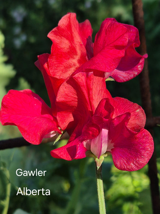 Gawler 'Alberta'