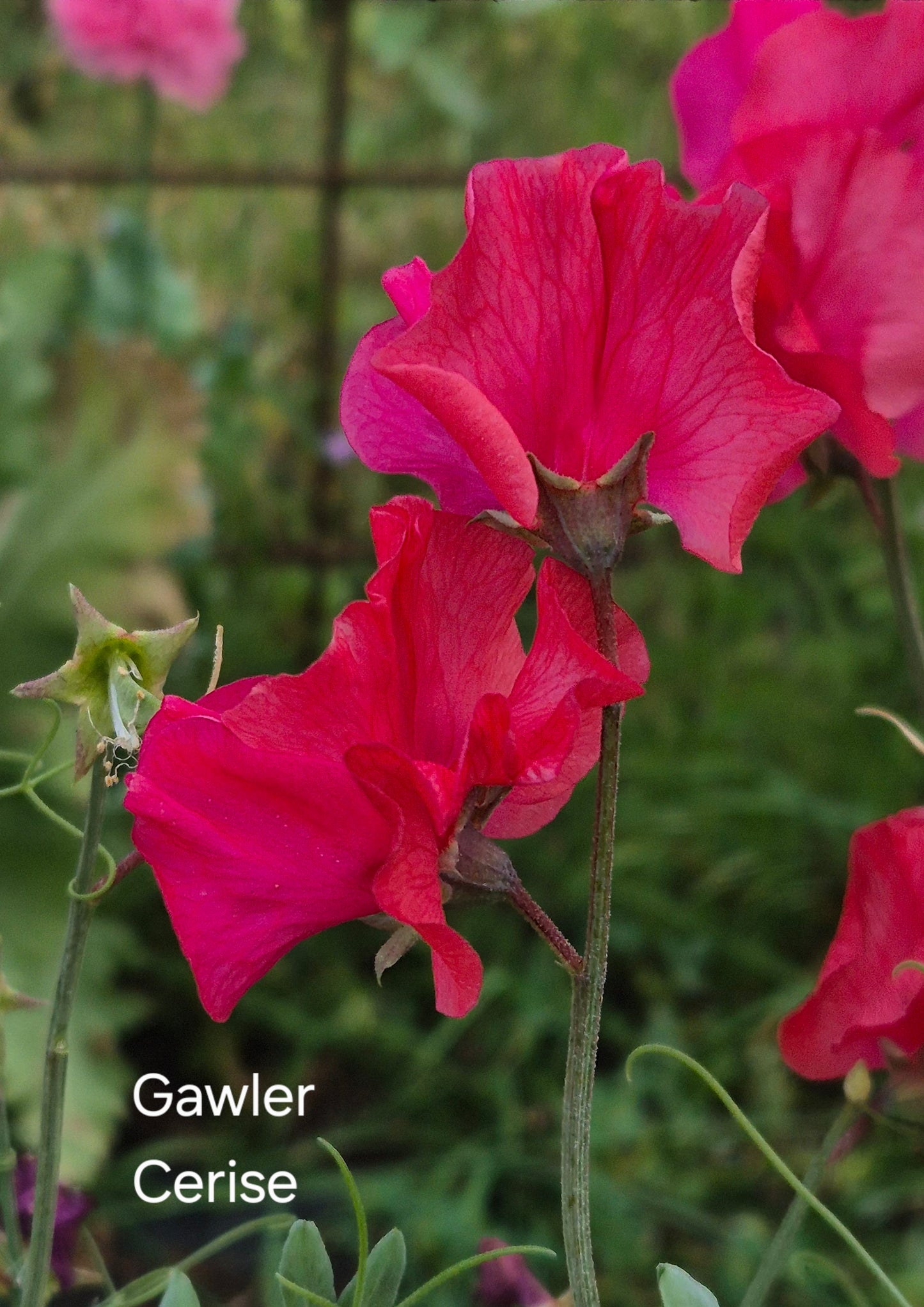 Gawler 'Cerise'