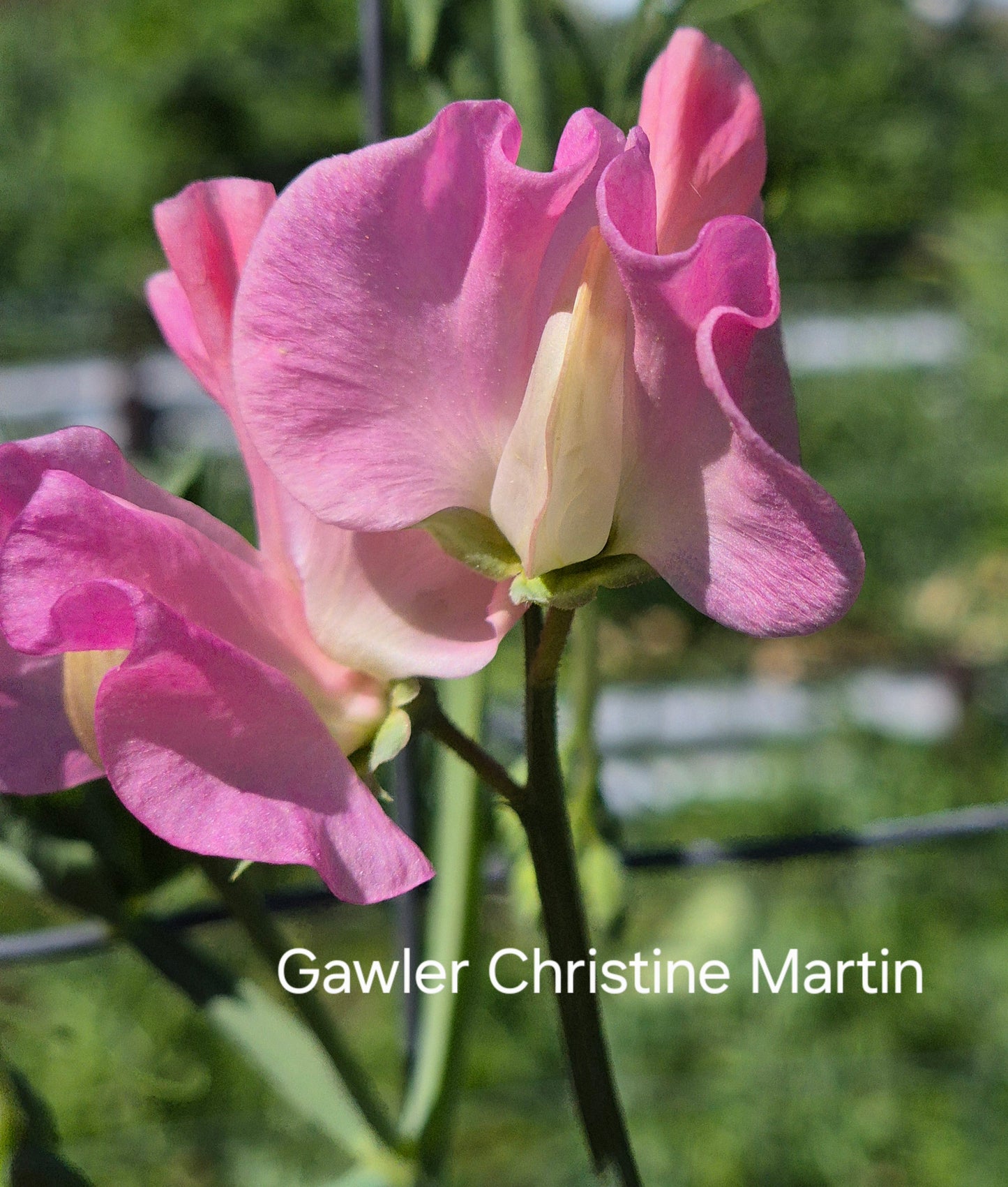 Gawler 'Christine Martin'