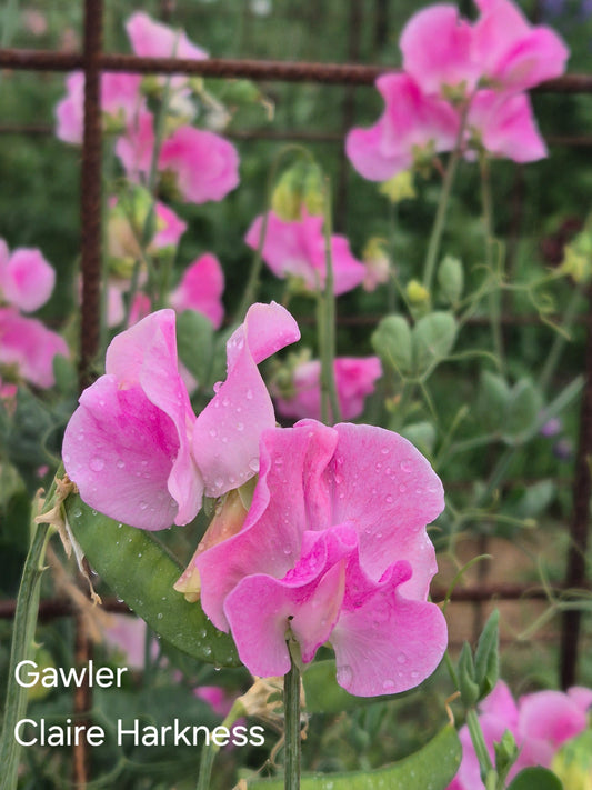 Gawler 'Claire Harkness'
