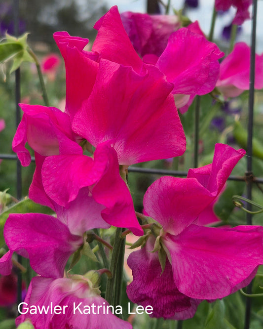 Gawler 'Katrina Lee'