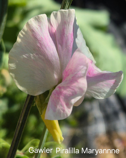 Gawler 'Piralilla Maryanne'