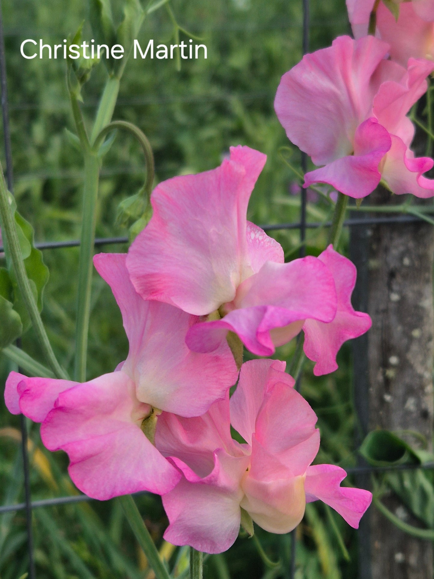 Gawler 'Christine Martin'