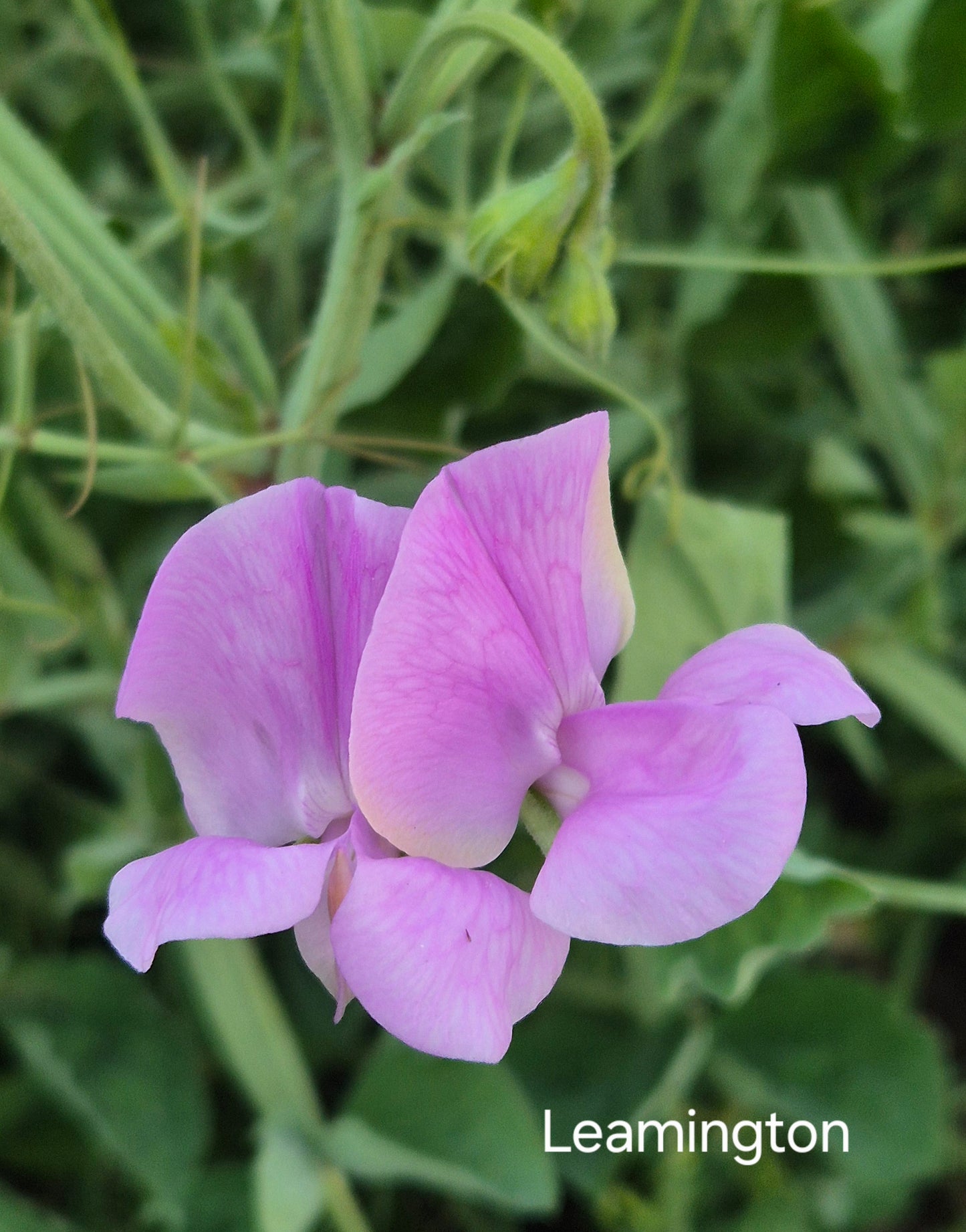 Mixed Sweet Peas 'The Chocolate Box' SPECIAL