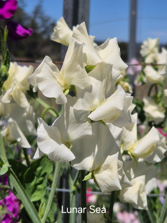 Mixed Sweet Peas 'The Chocolate Box' SPECIAL