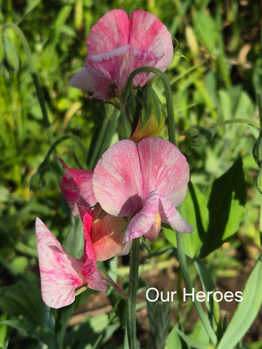Heirloom 'Our Heroes'