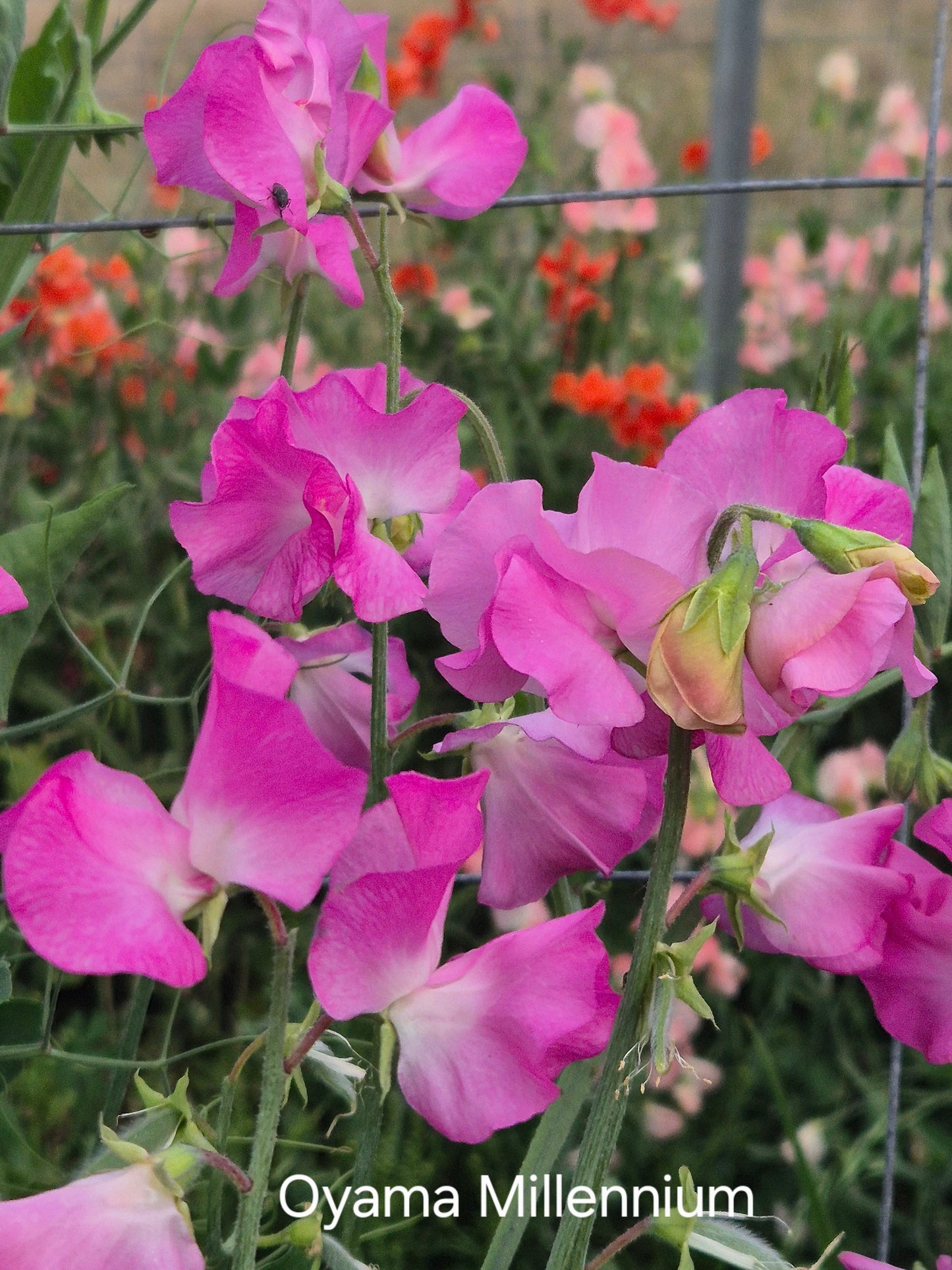 Mixed Sweet Peas 'The Chocolate Box' SPECIAL