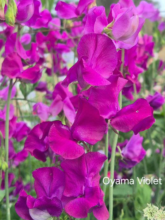 Oyama 'Violet'
