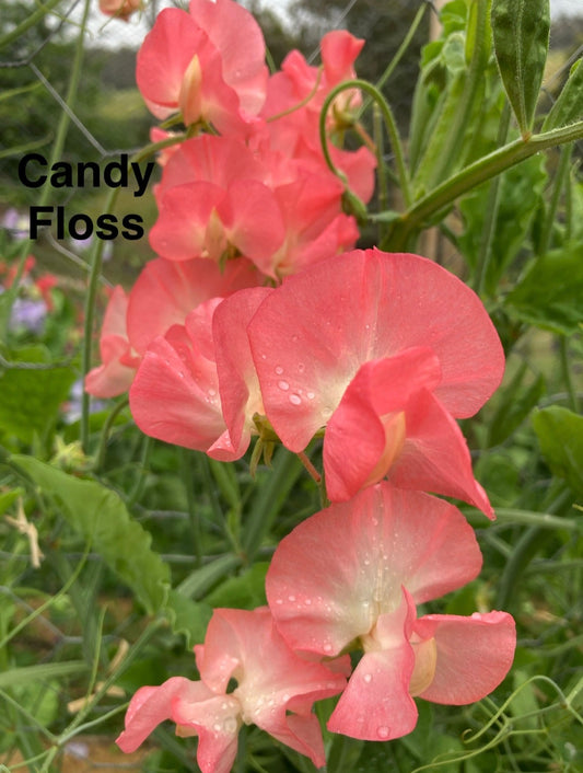 Modern-Grandiflora 'Candy Floss'