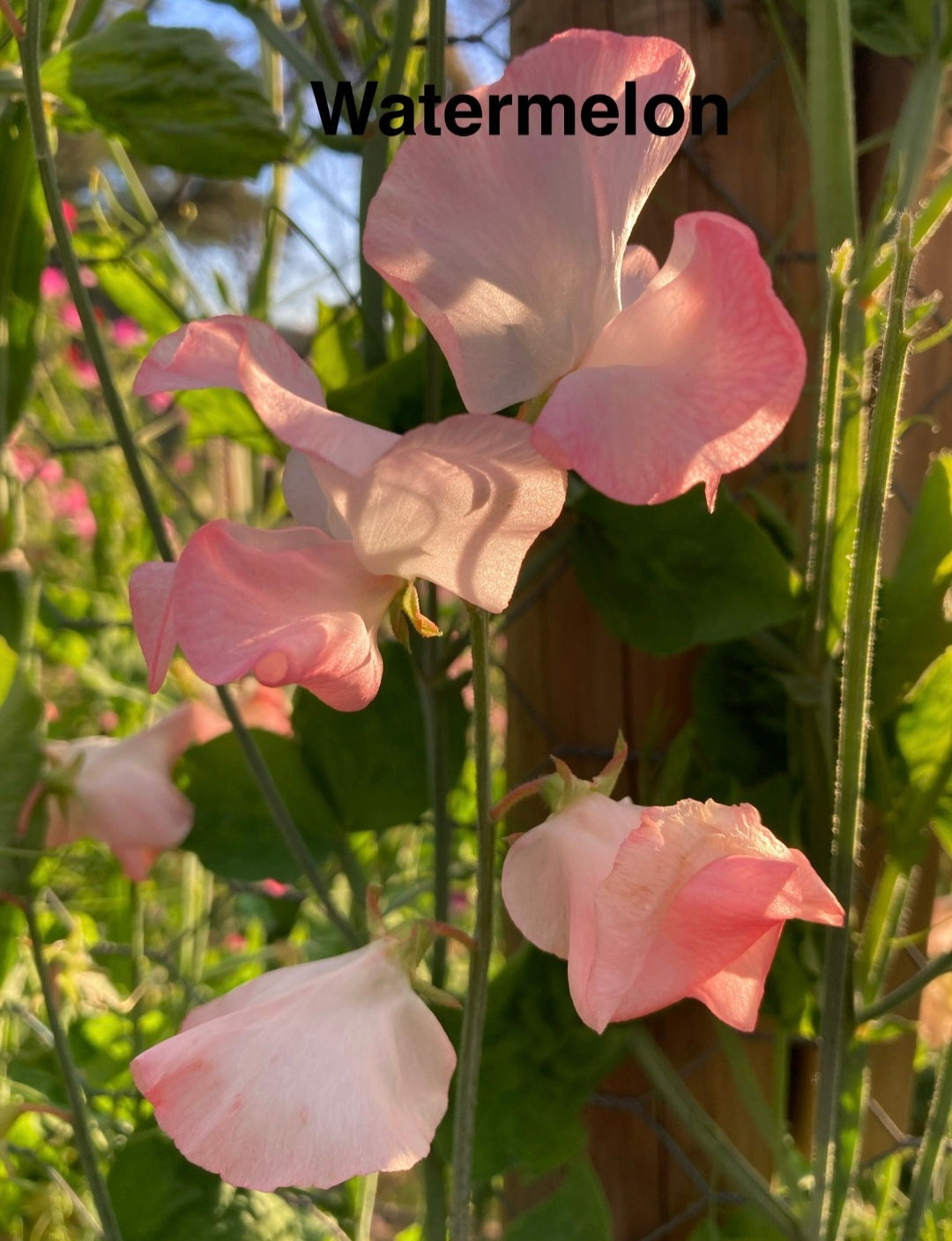 Semi-grandiflora 'Watermelon'