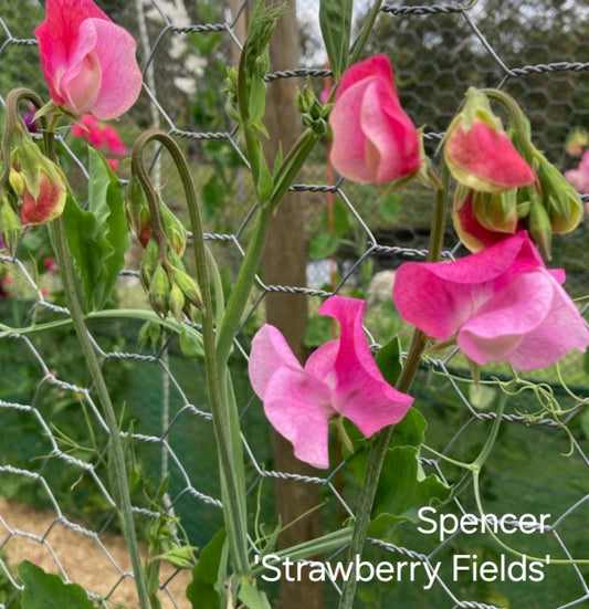 Spencer 'Strawberry Fields'