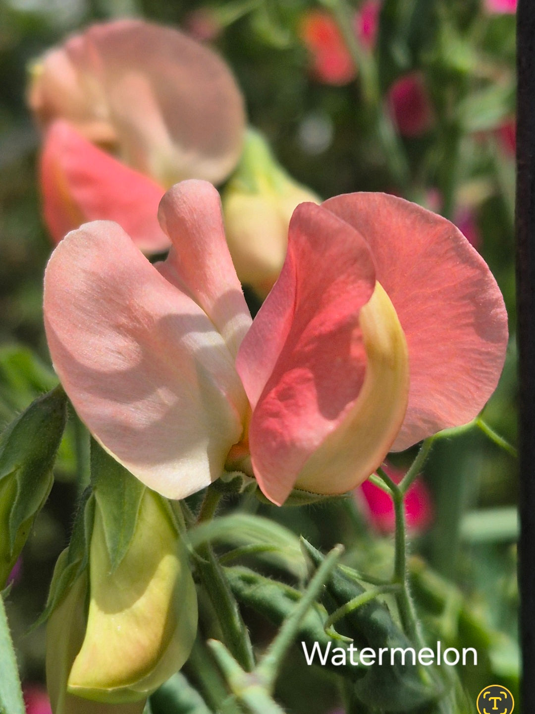 Semi-grandiflora 'Watermelon'