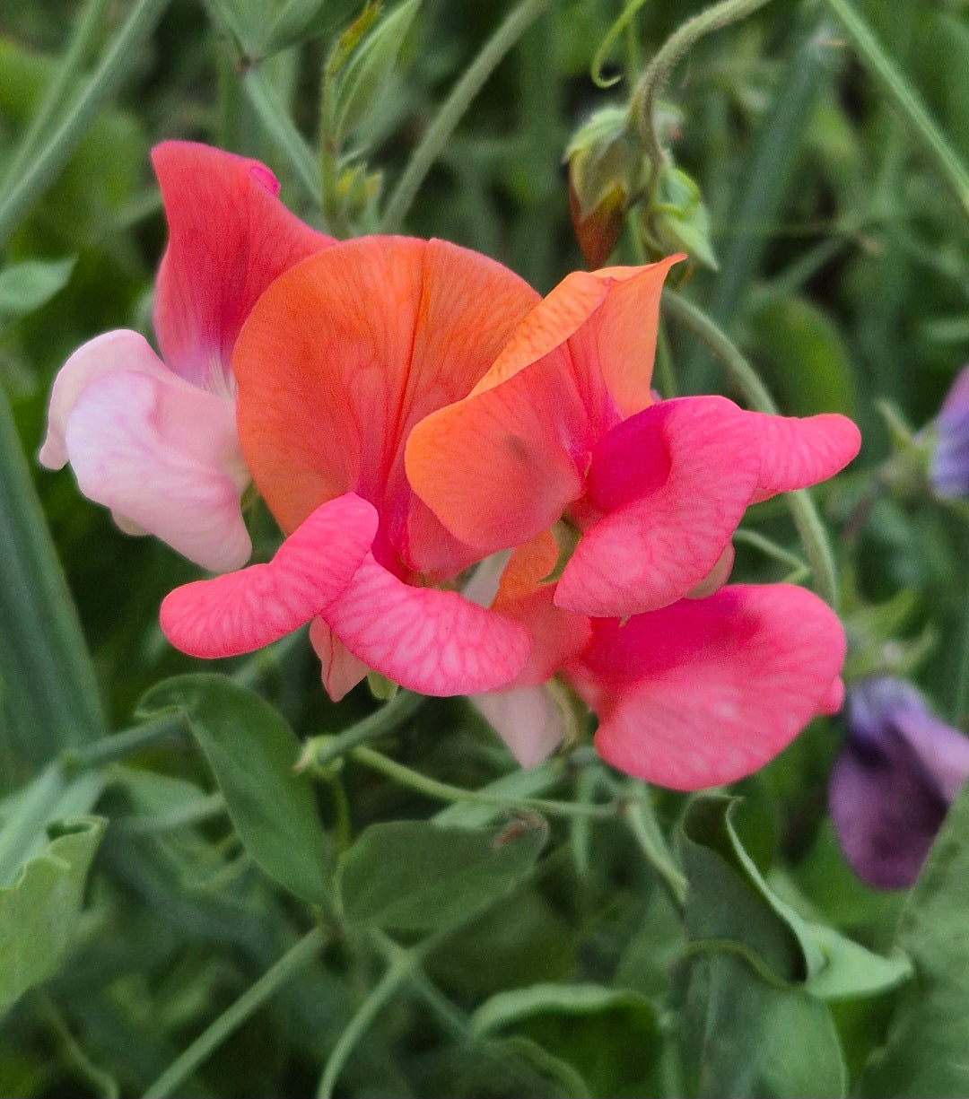 The 'Heirloom' Mix SPECIAL
