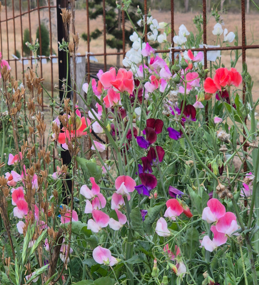 The 'Heirloom' Mix SPECIAL