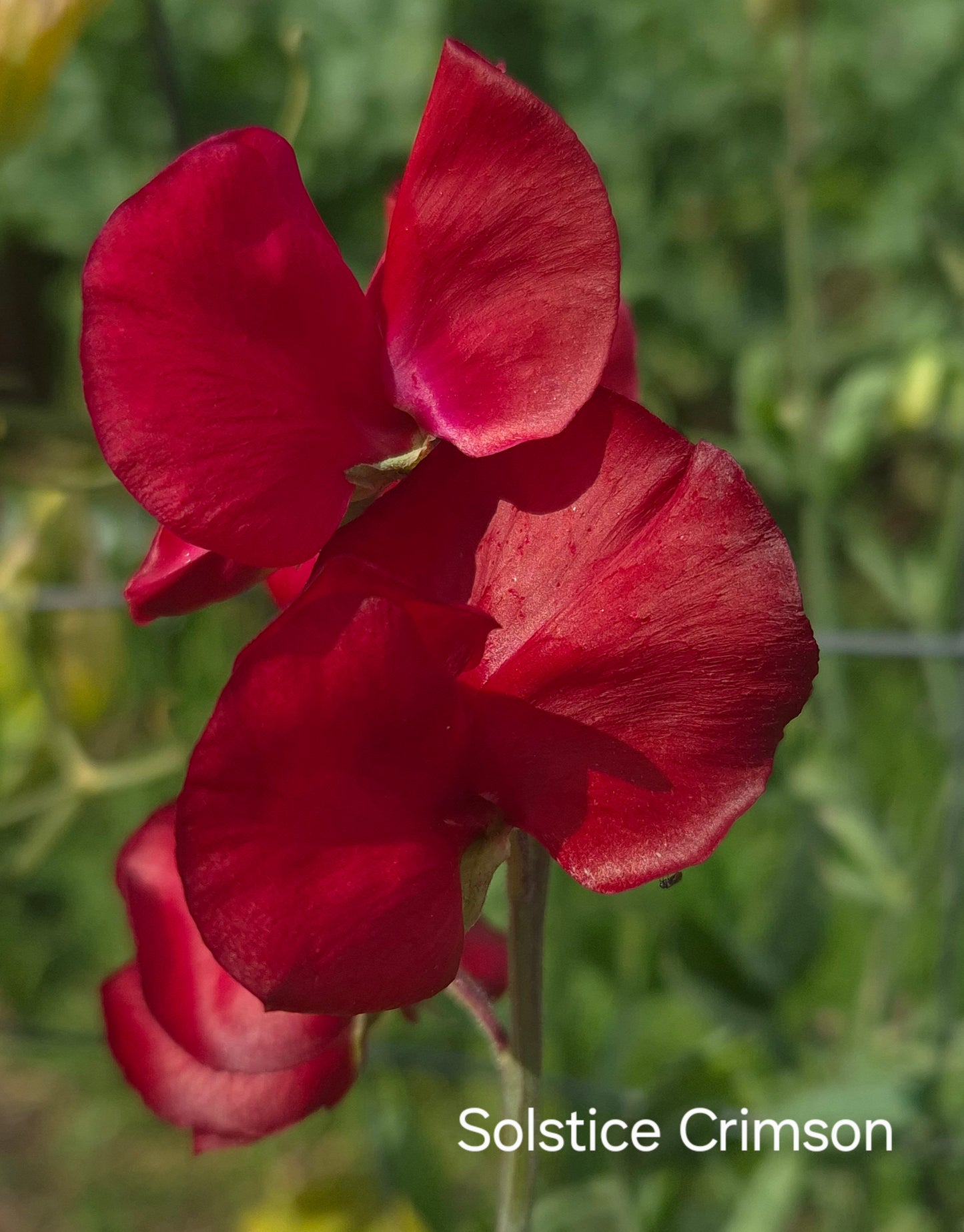 Solstice 'Crimson'