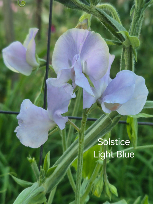 Solstice 'Light Blue'