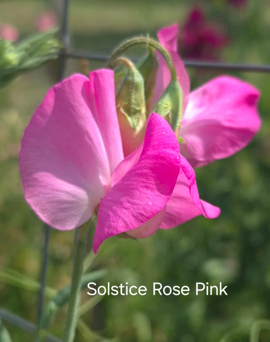 Solstice 'Rose Pink'