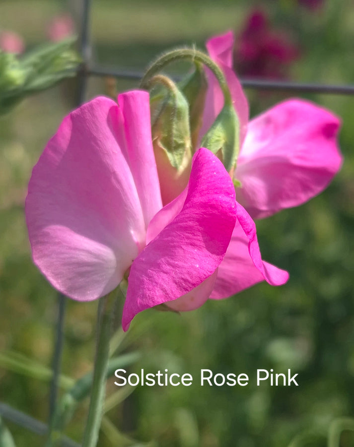 Solstice 'Rose Pink' – Frohloff's SweetPeas, Flowers and Seeds