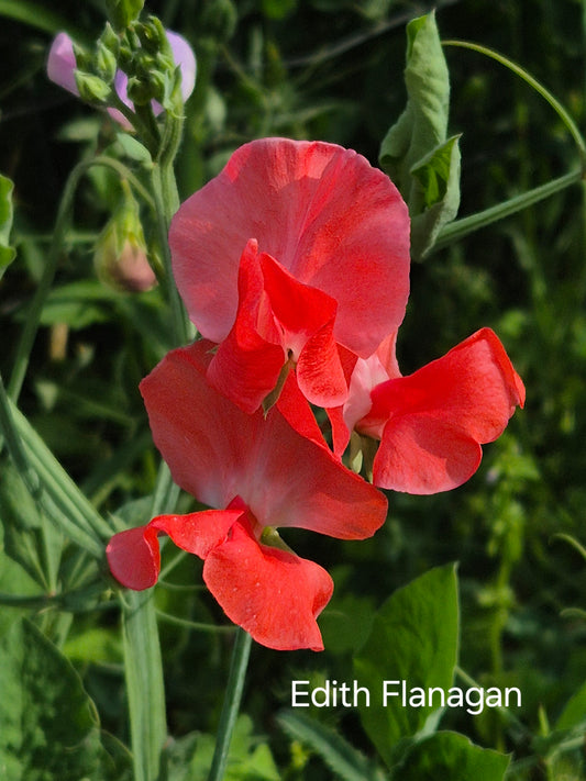 Spencer 'Edith Flanaghan'