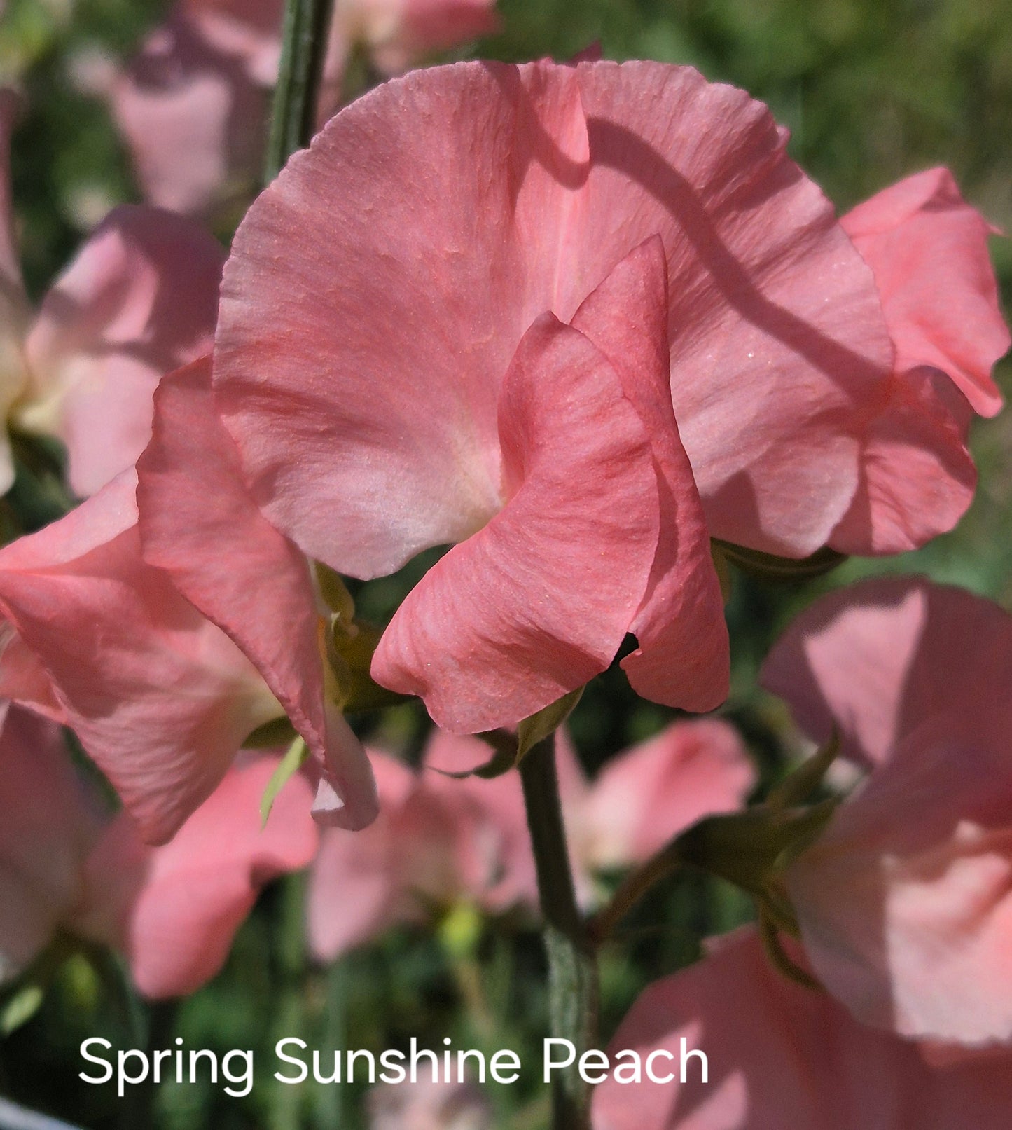 Spring Sunshine 'Peach'