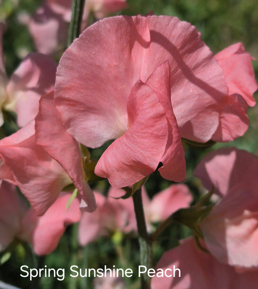 Spring Sunshine 'Peach'