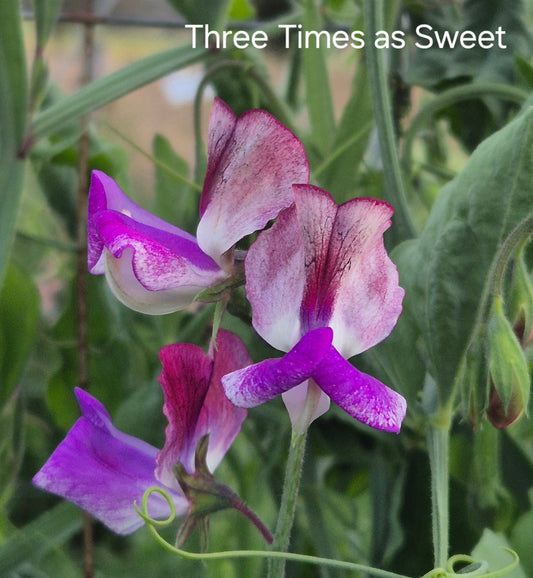 Modern Grandiflora 'Three Times as Sweet'